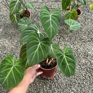 90s Greenovation Live Plant Philodendron Gloriosum 锦缎蔓绿绒 P120