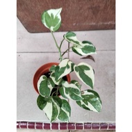 Epipremnum Aureum NJOY (real plant)