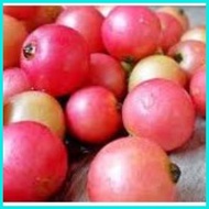 ♂ ۞ ARATILIS SEED`S "Mansanitas" Kerson Fruit or Muntingia calabura