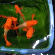 Code Guppy Albino Koi Red Ear Gen King Koi Ready