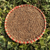 Organic Dried Coriander Seeds Coriander Seeds Extremely Fragrant Coriander Seeds Coriander Seeds as 