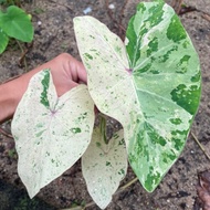 COLOCASIA PINK ANDAMAN