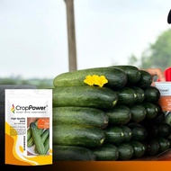 NEW STOCK 🔥Paket 20g DC 1119 VIAGRA Crop Power Biji Benih Timun Batang Besar F1 Hybrid Cucumber Seed