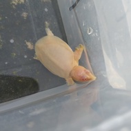 Bulus Albino/Pelo Albino Termasuk Ppn-