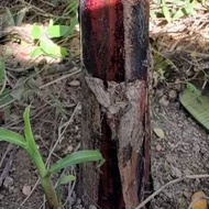 Anak Pisang Raja Udang[Monster] sepokok,rare species,sedap dan manis