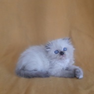 kucing scottish fold persia mainecoon bsh exo himalaya peaknoseragdol4