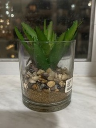 玻璃盆栽蘆薈