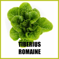 ➫ ➞ ⭐ RIJK ZWAAN LETTUCE SEEDS 50 SEEDS PER PACK