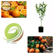 bibit pohon jeruk santang madu/tanaman buah jeruk santang madu super