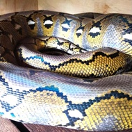 retic platinum