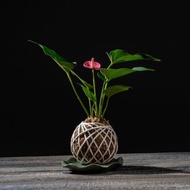 粉紅火鶴花苔球 苔球植物 苔玉 室內植物 辦公室植物 交換禮物