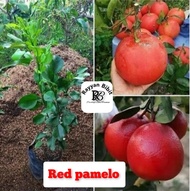 Bibit jeruk red pamelo okulasi jeruk pamelo merah thailand