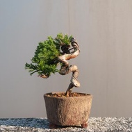 稀有的台灣真柏小品盆栽 幹身有舍利漸層式雕刻 樹勢旺盛