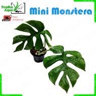 Mini Monstera (Rhaphidophora tetrasperma) 龟背竹