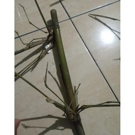 terbaru !!! bambu petuk kw - replika bambu petuk - bambu petung kw