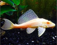Albino Pleco Algae Eater / Aquascape / Live Fish