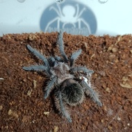 Tliltocatl Albopilosus Nicaragua - Albopilosum Male | Tarantula