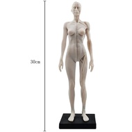 30cm Female Anatomy Figure Anatomical Model Anatomy Skull Bone Medical Artist Drawing Manikin Articu