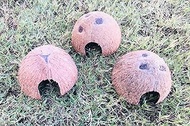 Hexagrowth 3 pc Coconut Hide, Natural Home for Guppies, Tetras, Betta Fish, Shrimp, Pleco, Perfect for Your Aquarium, Perfect Hideout for Spiders, Toad, Lizard and Small Crabs, 3 Half Shells (Small)