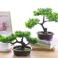 🔥 Pokok Hiasan Dalam Rumah Pokok Bunga Bonsai Hiasa Pokok Bonsai Hiasan Tv Bonsai Tree