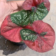 Caladium Baret