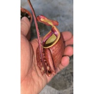 Nepenthes mirabilis wing x (viking x ampullaria)