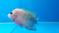 Ikan Louhan Betina Red Kamfa