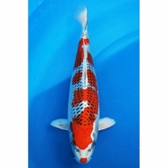 Spesial Ikan Hias Koi Kujaku Import Size 20Cm