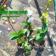 bunga anggrek hidup|anggrek Dendrobium/dewasa