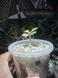 簇生福桂花。Fouquieria fasciculata