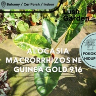 (3 leaf) 916 Alocasia Macrorrhizos New Guinea Gold 140mm Pot Rare Indoor Live Plant Pokok Hiasan Vir