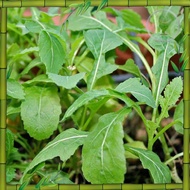 High germination rate 400pcs Seed Arugula Rocket Wasabi Horseradish Vege Biji Benih Sayur 保健芥末种子