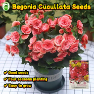 8 Seeds/pack Multicolor Begonia Cucullata Flower Seeds for Sale 四季海棠花种子 Benih Pokok Bunga Bonsai Beg