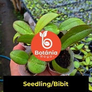 |FLASHSHOW| Bibit anggrek bulan Jumbo Hybrid Premium Seedling dan