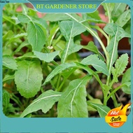 20pcs Seed Arugula Rocket Wasabi Horseradish Vege Biji Benih Sayur Ready Stock Sarawak 保健芥末种子