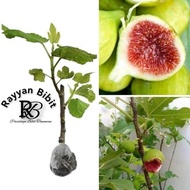 Bibit buah tin cangkok pohon tin