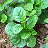 Benih Bayam Remayong Hijau 15pcs/Malabar Spinach/帝王苗种子