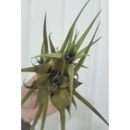 bromeliad aechmea Recurvata