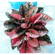 Anakan Aglonema Ruby compakta