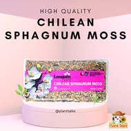 Chilean Sphagnum Moss / Peat Moss for Succulent / Rooting Moss / Garden Soil / Flower