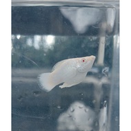 Molly rountail matamerah/albino
