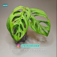 巨洞龜背竹 Monstera Esqueleto | 觀葉植物 | 白龜背竹 | 白怪獸龜背竹 | 水晶花燭 | 觀音蓮 | 蔓綠絨