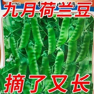 Soft Pods Dutch Bean Seeds Spring Autumn Four Seasons Sowing Large Pods Vegetable Peas Peas Angle Se
