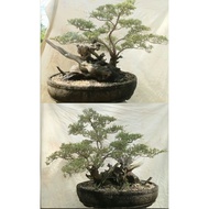 Bonsai cucur atap ..