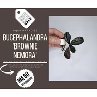 Bucephalandra 'Brownie Nemora'