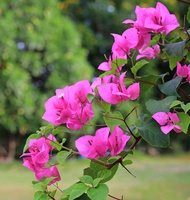 Bougainvillea Plant Pink Flower with FREE plastic pot and garden soil (Outdoor Plant Real Plant and 