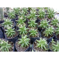 Mini star cactus cactus cactus cactus plant ornamental plant cactus ownroot