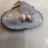 Real fresh water pearl oyster