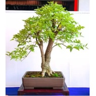 Bonsai Lemon-scented spotted gum tree seeds -rare-Lemon-scented gum