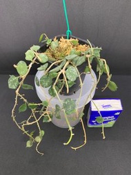 Hoya curtisii 小章魚毬蘭